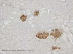 Anti-Synaptopodin/SYNPO Mouse Monoclonal, G1D4, 0.2 Ml -Laborbedarf Geschäft 1000Wx1000H 1NP2 01 1