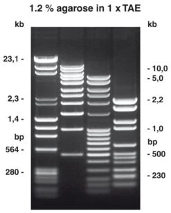 Agarose NEEO Ultra-Qualität, 100 G