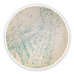 M-EI-chromogener Agar (Basis)