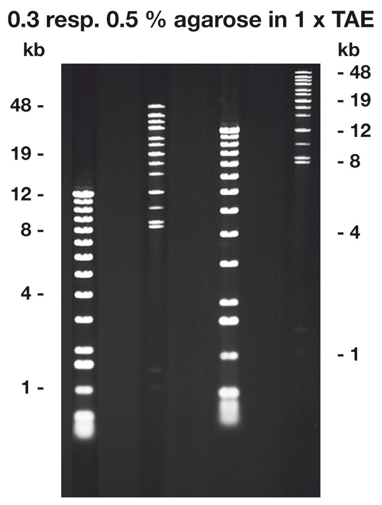 Agarose Pulsed-Field, 100 G 3 Agarose Pulsed-Field, 100 G