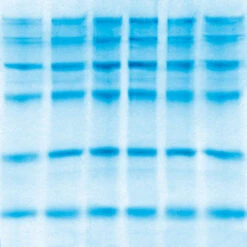 ROTI®Blue Quick, 250 Ml, Glas -Laborbedarf Geschäft 4829 GelA 1000Wx1000H