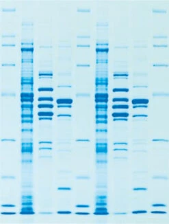 ROTI®Blue Quick, 250 Ml, Glas -Laborbedarf Geschäft 4829 GelB 1000Wx1000H