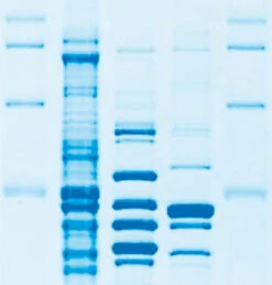 ROTI®Blue Quick, 250 Ml, Glas -Laborbedarf Geschäft 4829 GelB Ausschnitt 1000Wx1000H