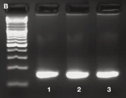 ROTI®Prep Genomic DNA MINI, 250 Präparationen -Laborbedarf Geschäft 8472 PCR B 1000Wx1000H