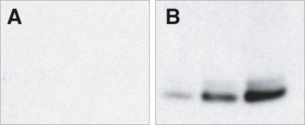 Signal Enhancer Western/ELISA-1 4 Signal Enhancer Western/ELISA-1 – Bild 2