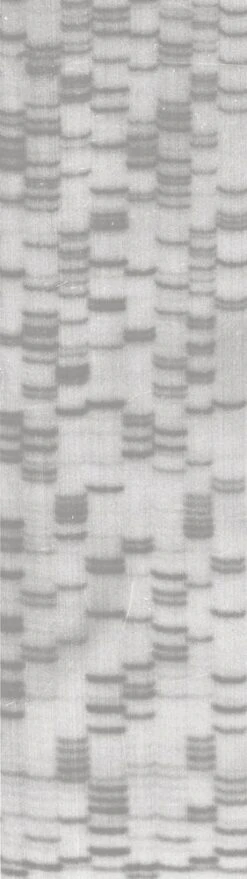 ROTIPHORESE®DNA-Sequenziersystem 7 ROTIPHORESE®DNA-Sequenziersystem -Laborbedarf Geschäft A431 Gelbild 1000Wx1000H