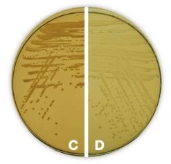 Standard-Nähragar I, 500 G -Laborbedarf Geschäft AE93 CD 1000Wx1000H