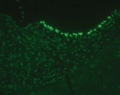 Adhäsionsobjektträger ROTI®Bond, 50 Stück -Laborbedarf Geschäft CL20 Innenohr 1000Wx1000H
