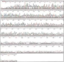 ROTIPHORESE®DNA-Sequenziersystem 9 ROTIPHORESE®DNA-Sequenziersystem -Laborbedarf Geschäft Electrospherogram 1000Wx1000H 3