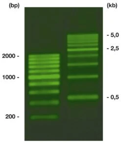 ROTI®Load DNAstain 3 SYBR® Green, 1.8 Ml, 1 X 1.8 Ml