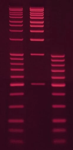 Ethidiumbromidlösung 0,025 % I. d. Tropfflasche, 15 Ml, 1 X 15 Ml -Laborbedarf Geschäft HP47 Bande 1000Wx1000H