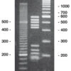 Agarose High Resolution, 10 G -Laborbedarf Geschäft K297 Bande ai 1000Wx1000H