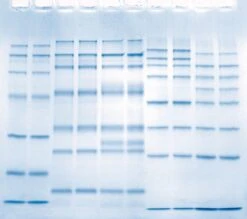 ROTIPHORESE®Gel 40 (29:1), 250 Ml, Kunst. -Laborbedarf Geschäft PAGE Banden 1000Wx1000H 1