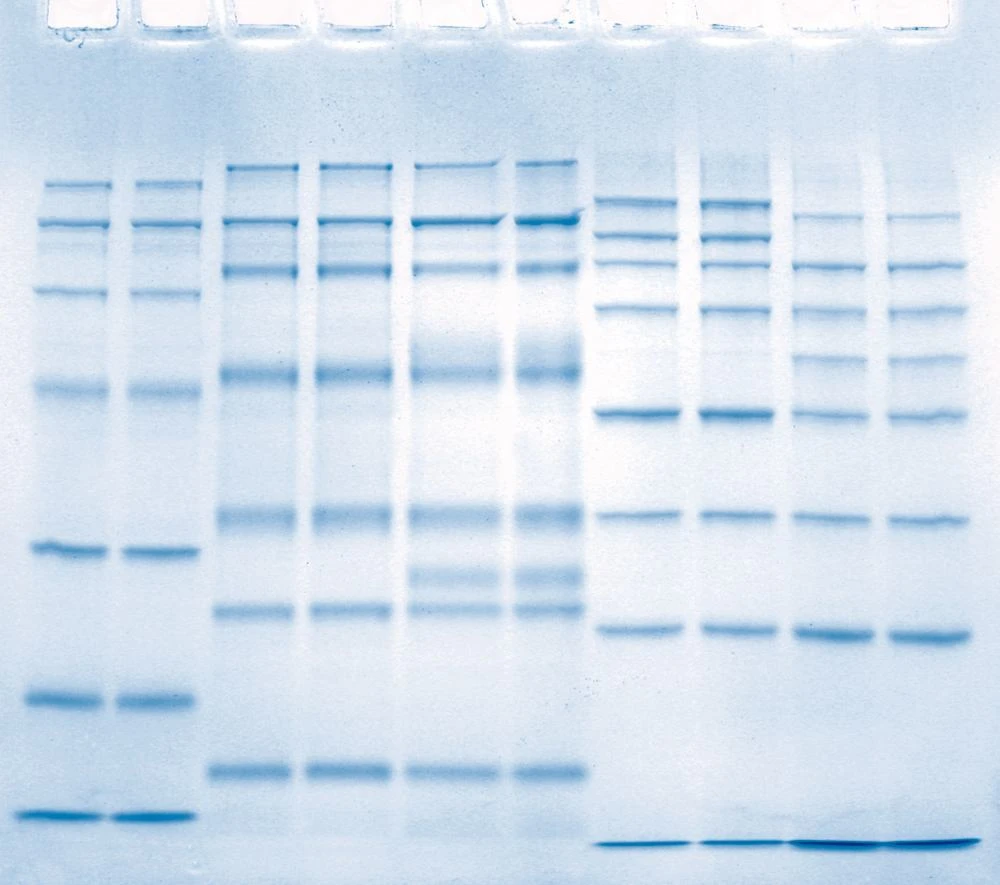 ROTIPHORESE®NF-Acrylamid/Bis-Lösung 40 (29:1), 250 Ml, Kunst. 5 ROTIPHORESE®NF-Acrylamid/Bis-Lösung 40 (29:1), 250 Ml, Kunst. – Bild 3