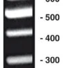 100 Bp-DNA-Leiter Equalized, 80 µg, 4 X 20 µg