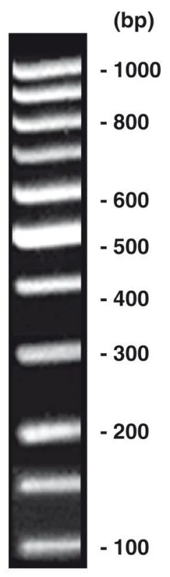100 Bp-DNA-Leiter Equalized, 80 µg, 4 X 20 µg