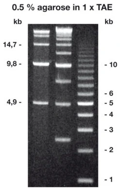 Agarose Broad Range, 10 G