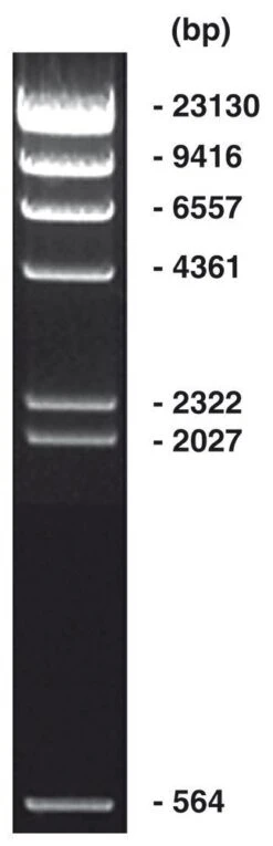 Lambda Hind III Marker