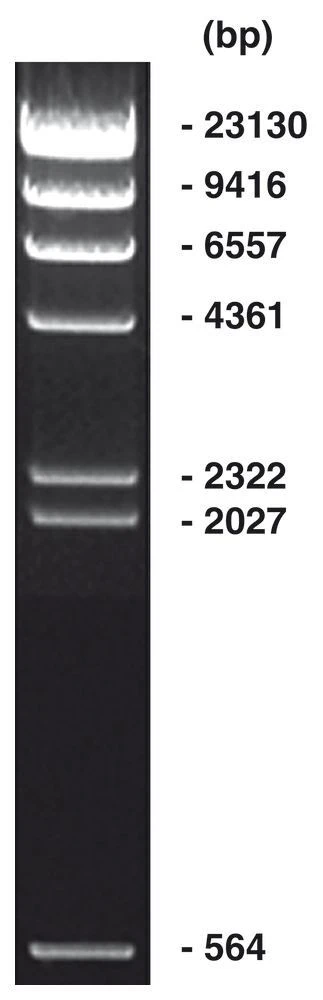 Lambda Hind III Marker 3 Lambda Hind III Marker
