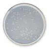 Plate-Count-Agar, 1 Kg -Laborbedarf Geschäft X930 1000Wx1000H