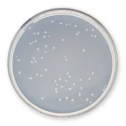 Plate-Count-Agar, 1 Kg